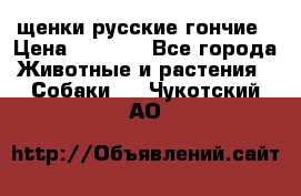 щенки русские гончие › Цена ­ 4 000 - Все города Животные и растения » Собаки   . Чукотский АО